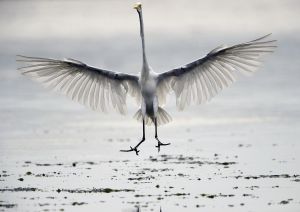 Corrado Egret Landing 2.JPG