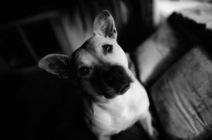 Batso's Rescue Inka