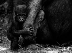Gorilla - Bronx Zoo