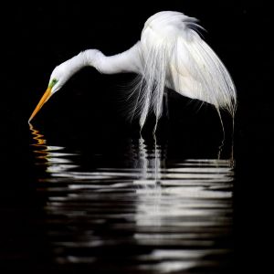 Egret - Stony Brook, NY