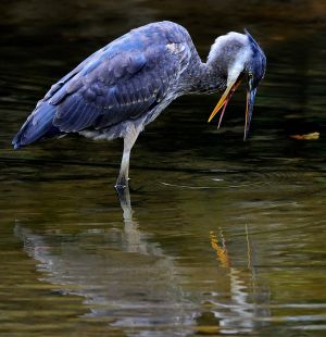 Great Blue Heron - Stony Brook, NY