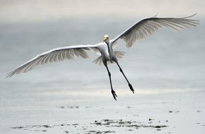 Stony Brook Egret